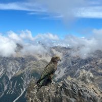 Mountain parrot sitting on a rocky peak with mountains and clouds in the background.