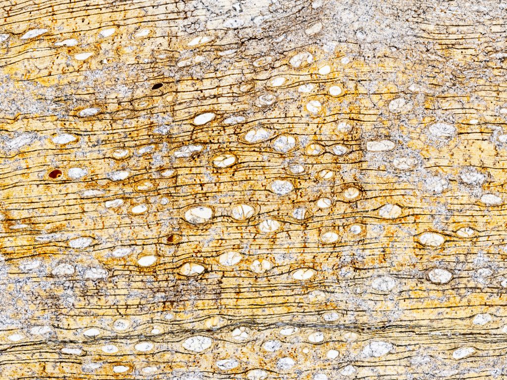 Thin section photo of petrified wood.