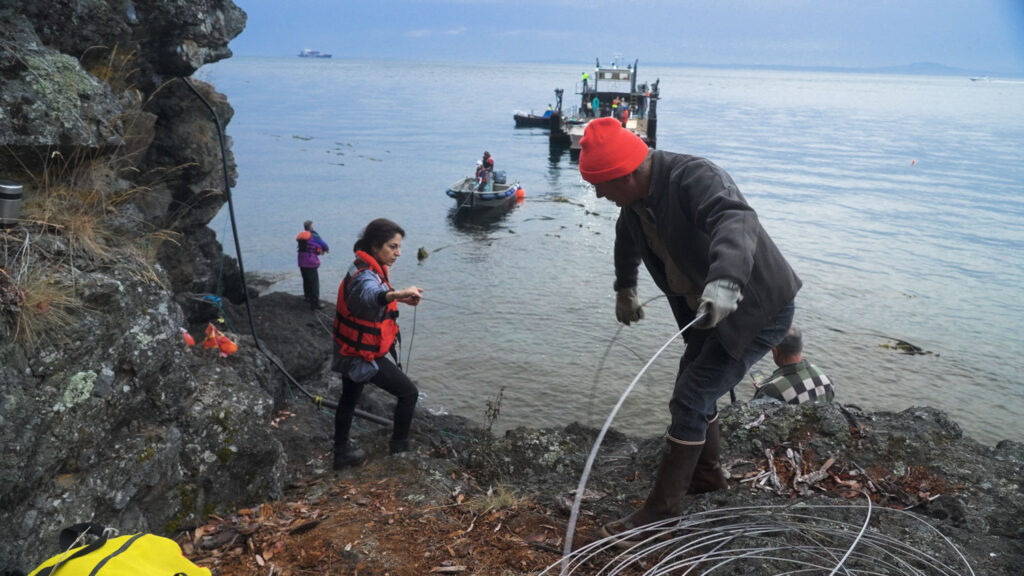 Researchers bring a fiber optic cable to shore, where it is maneuvered up the cliff to the interrogator.