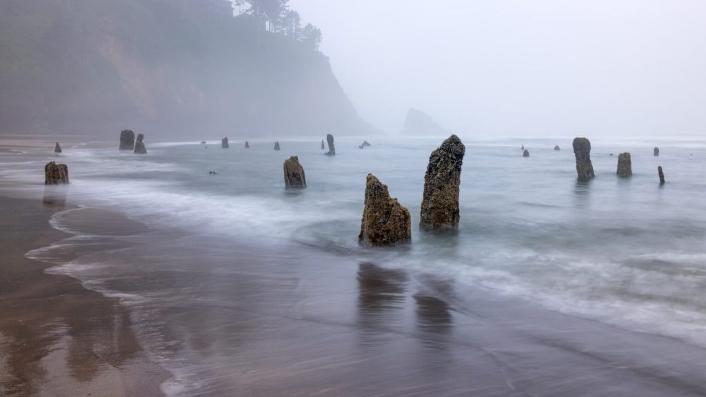 Remnants of trees poke up from the sand on the Washington coast. These stumps helped researchers date the previous Cascadia earthquake.